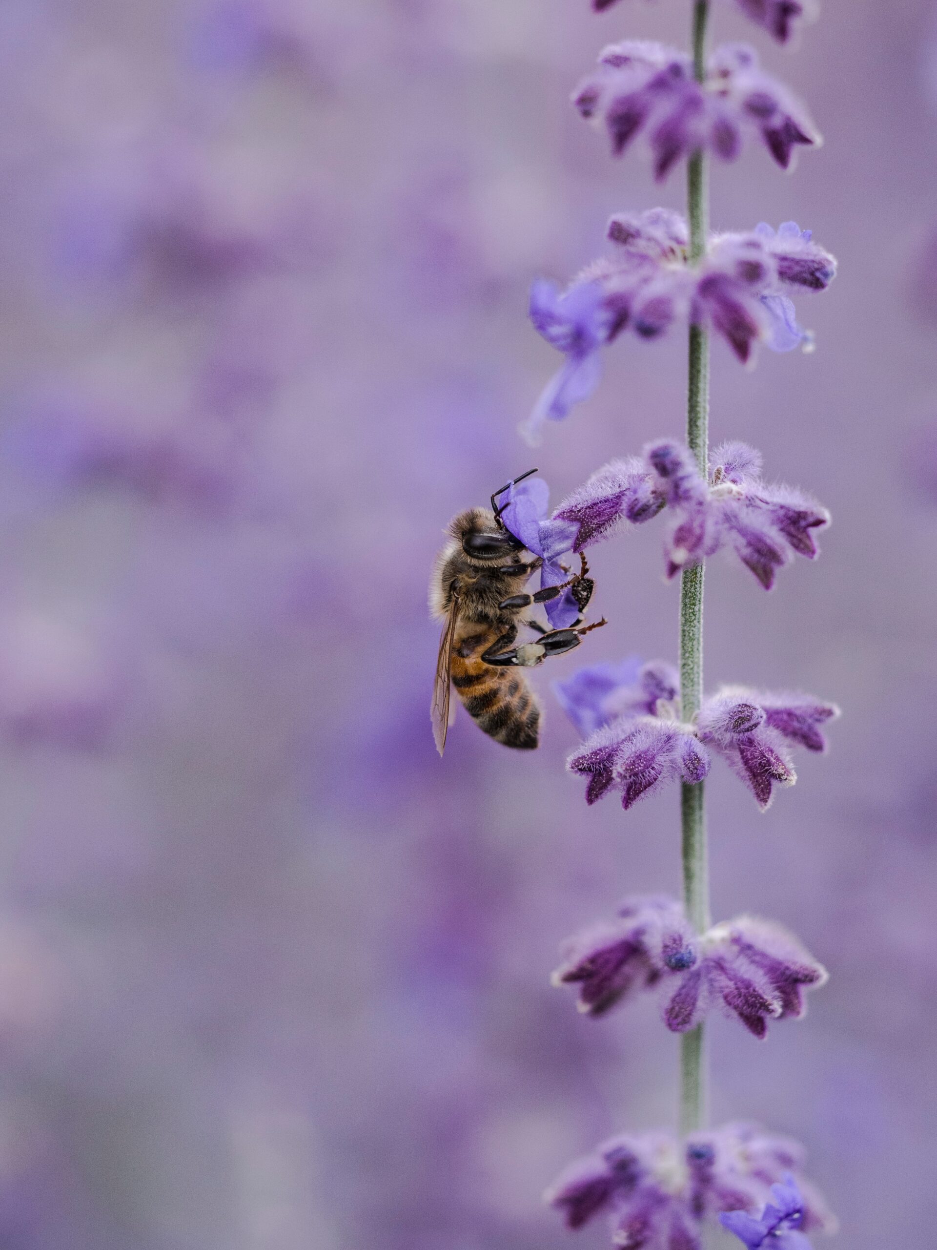 Bumble bee pollenating lavender.